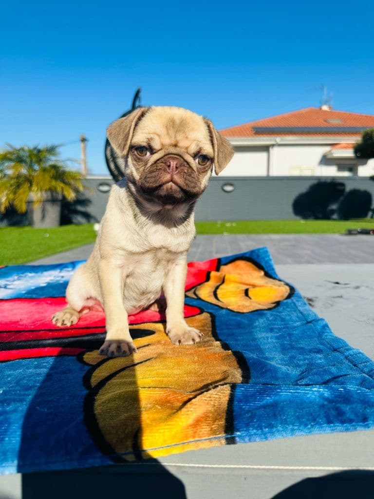 Pug Carlin menina