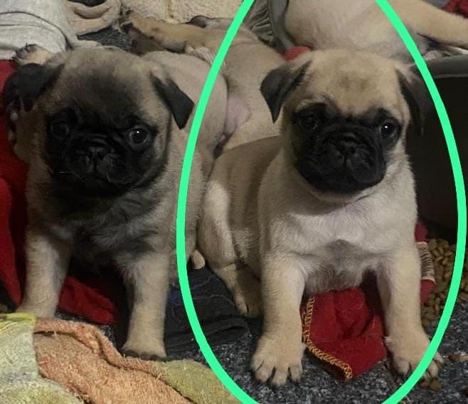 Pug macho pink m