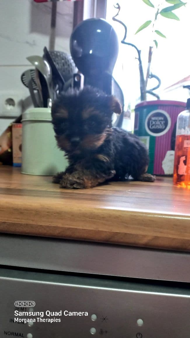 Yorkshire terrier machinho