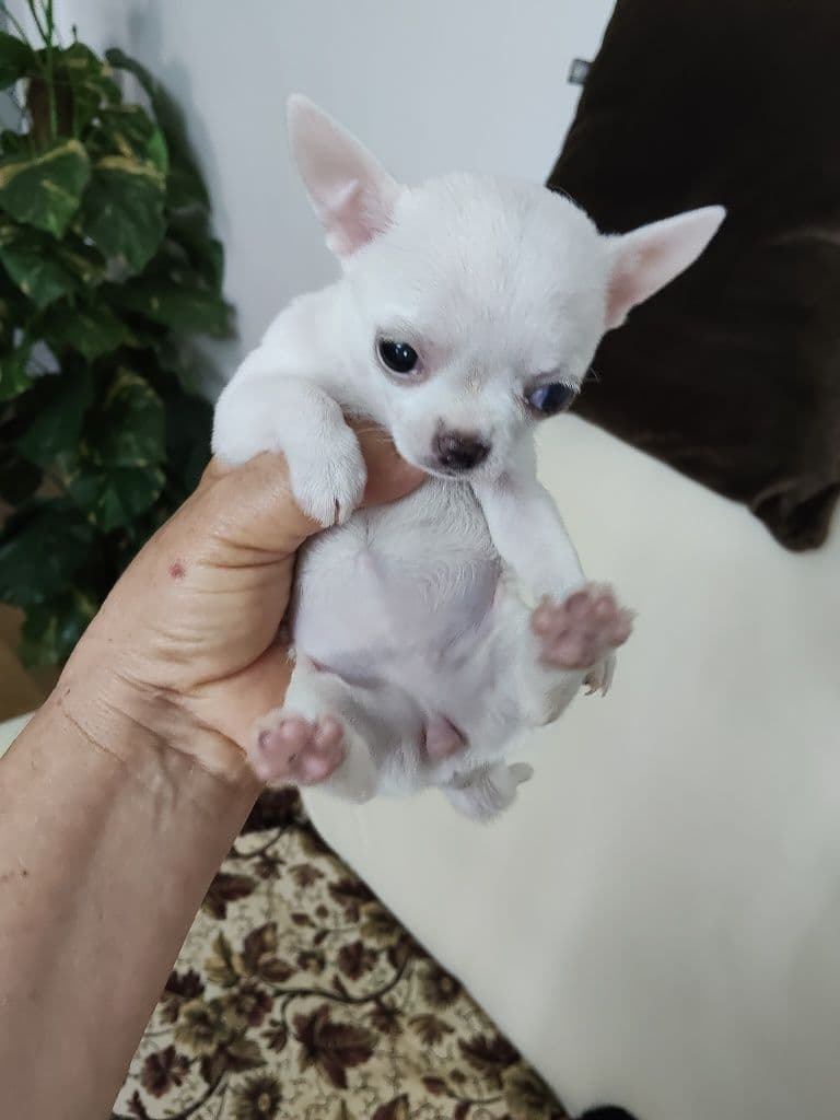 Chihuahuas  bebês