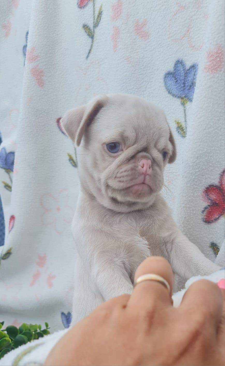 Excelente Pug Pink Carlin, merle, exótico maravilhoso