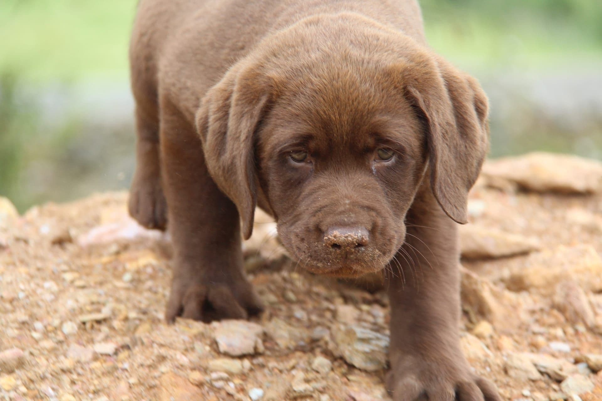 Labrador Retriever com Lop e Afixo