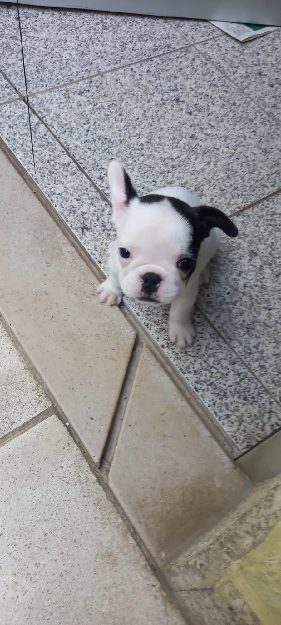 Bulldog francês disponível