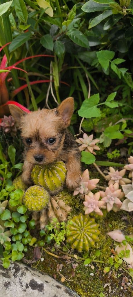 yorkshire terrier Mini Fêmea Brown disponível para entrega imediata e