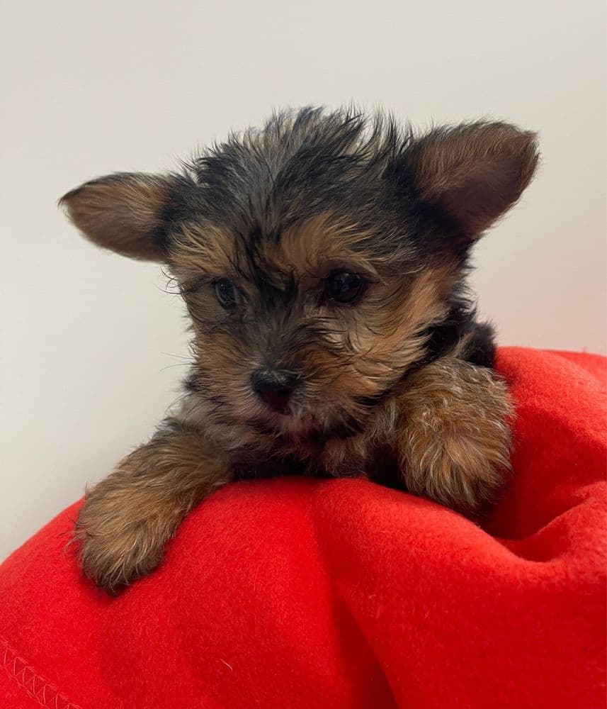Yorkshire Terrier Miniatura Fêmea
