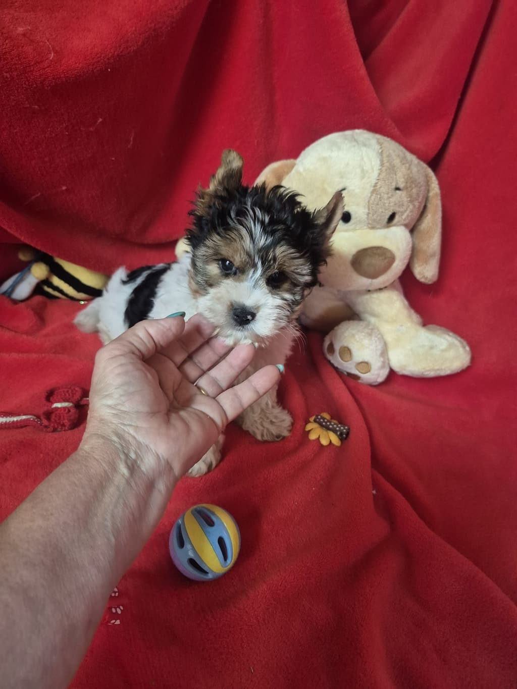Biewer Terrier Macho Criadora Registada PT 3088 FL