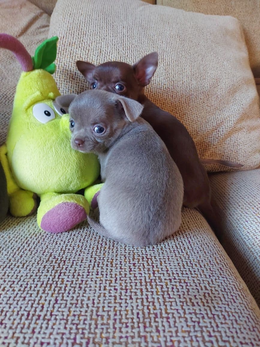 Chihuahua  Fêmea - Cor Lilac