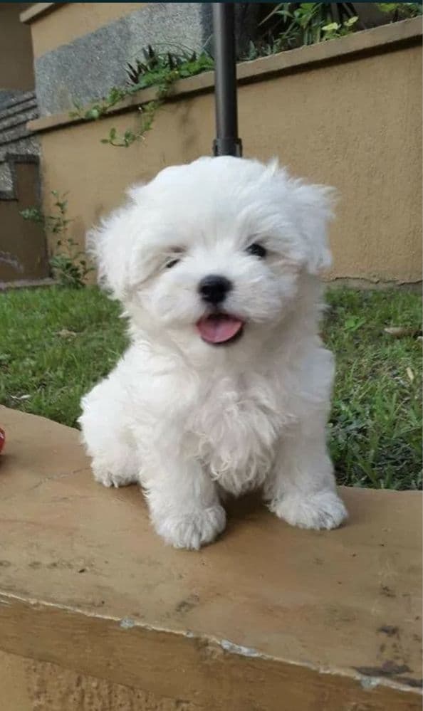 Bichon maltes sublime
