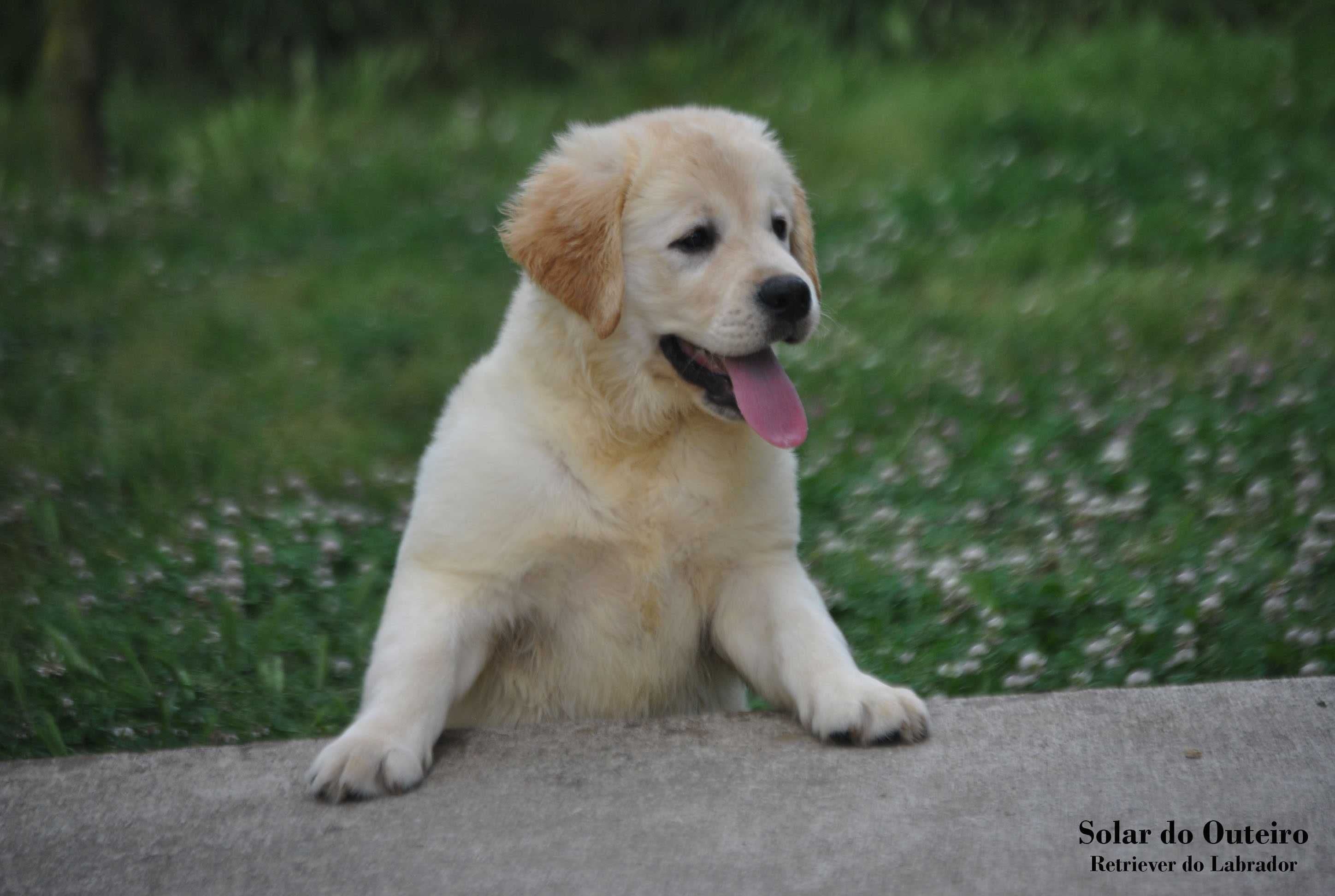 Labrador Retriver com LOP