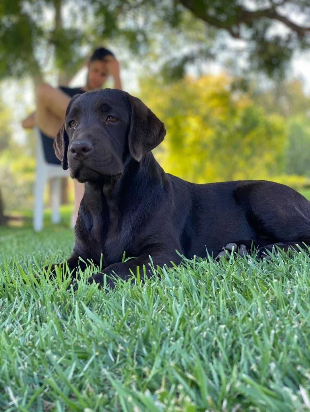 Labrador Retriever Castanho