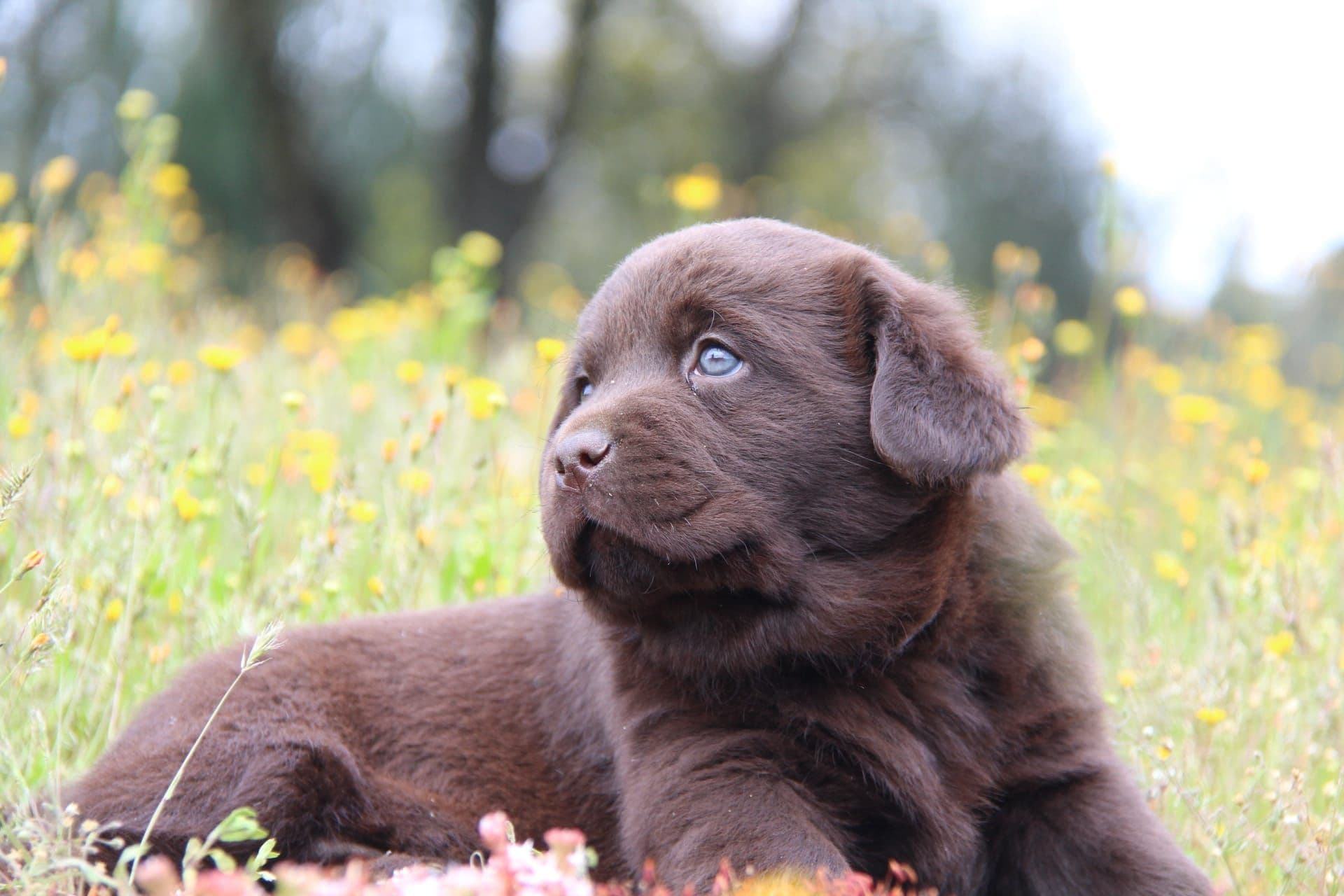 Labrador Com Lop e Afixo