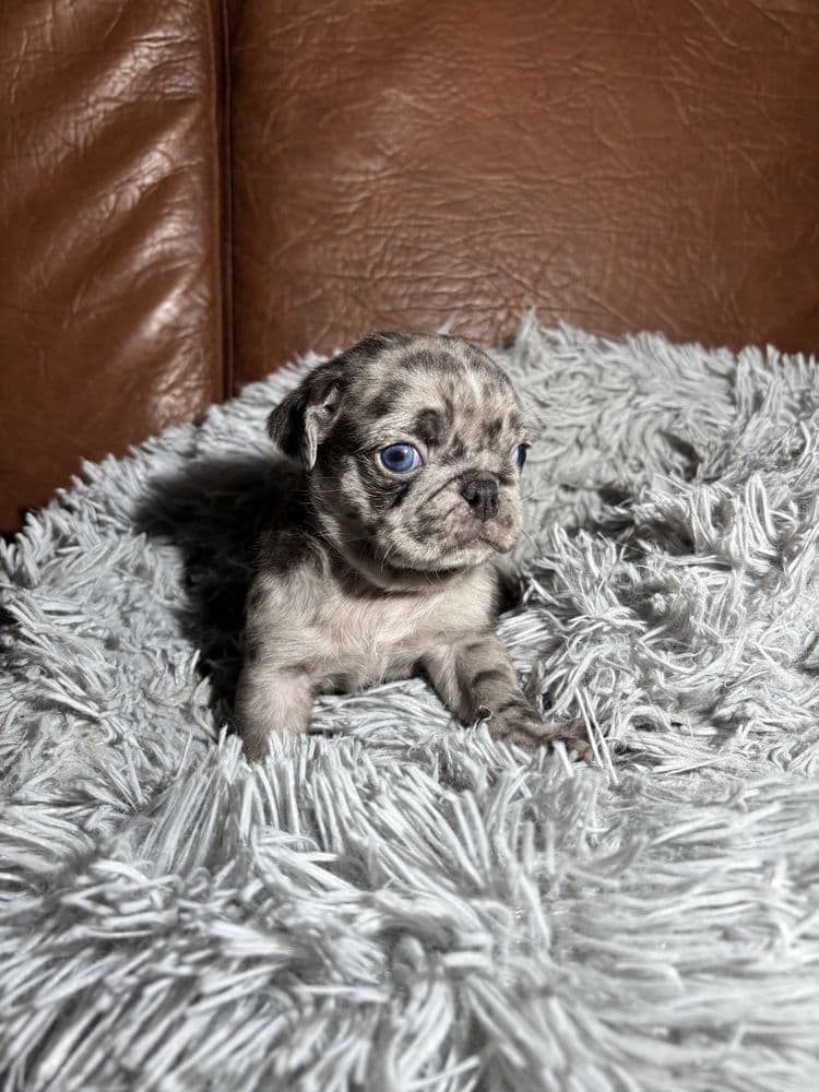 Pug Carlin Macho