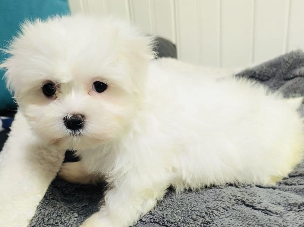 Bichon maltês lindos