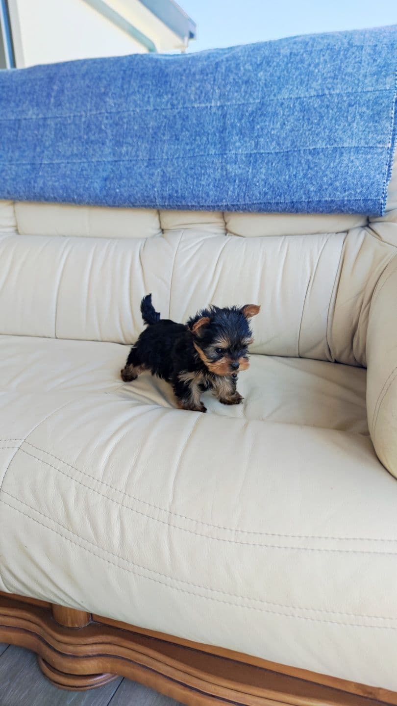 Yorkshire Terrier miniatura disponível