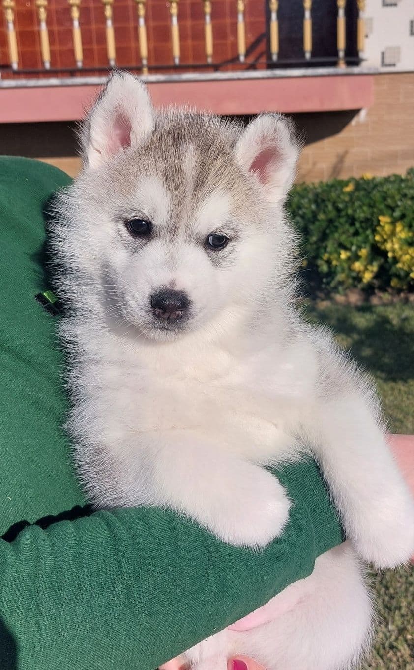 Husky Siberiano Lop e Afixo