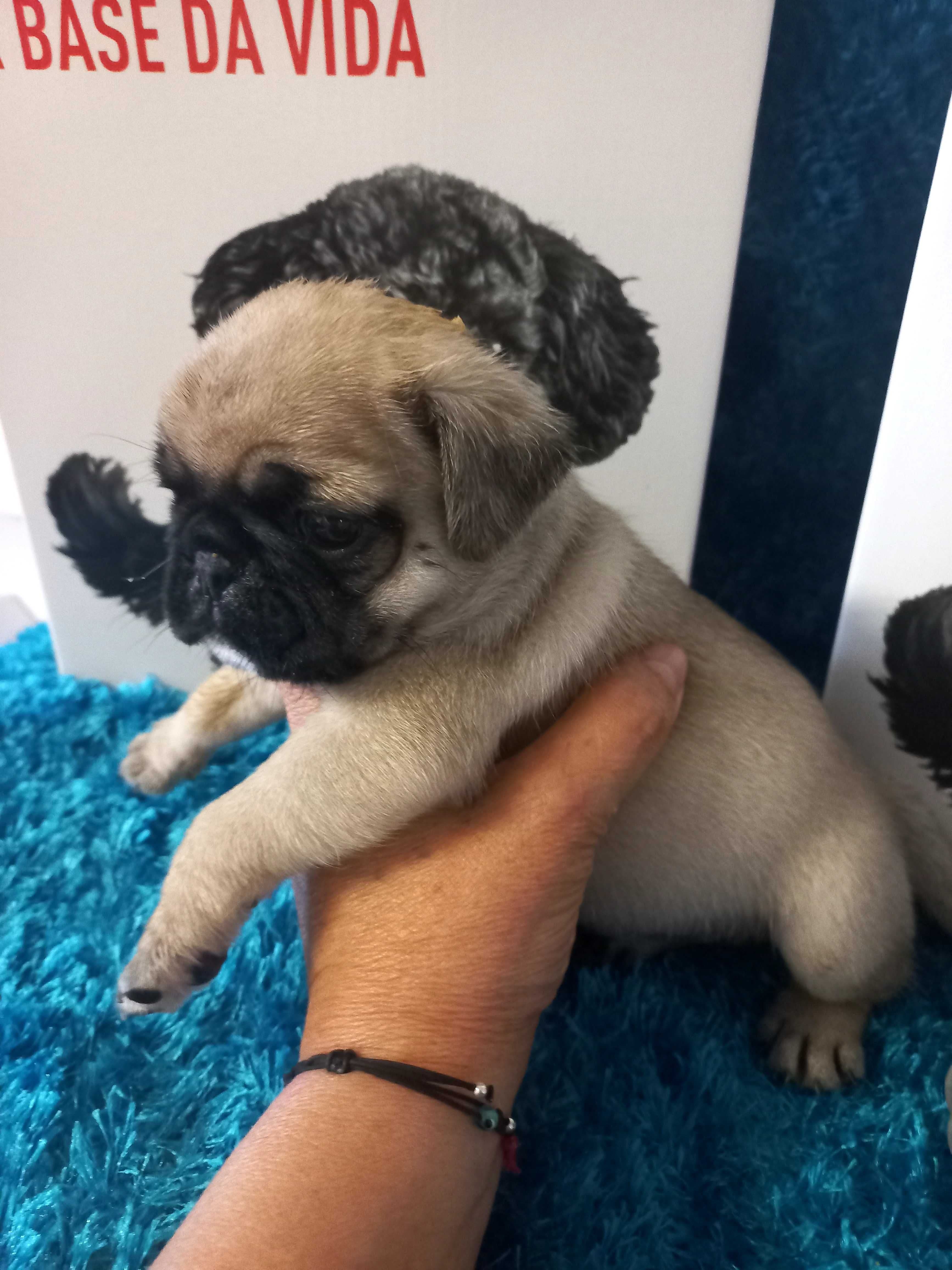 Pug carlim excelente.