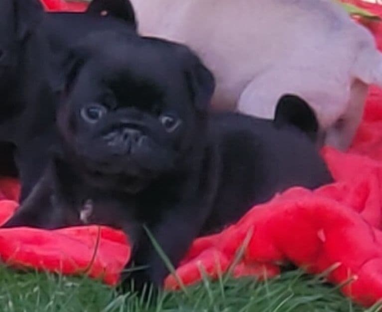 Pug Carlin com Lop