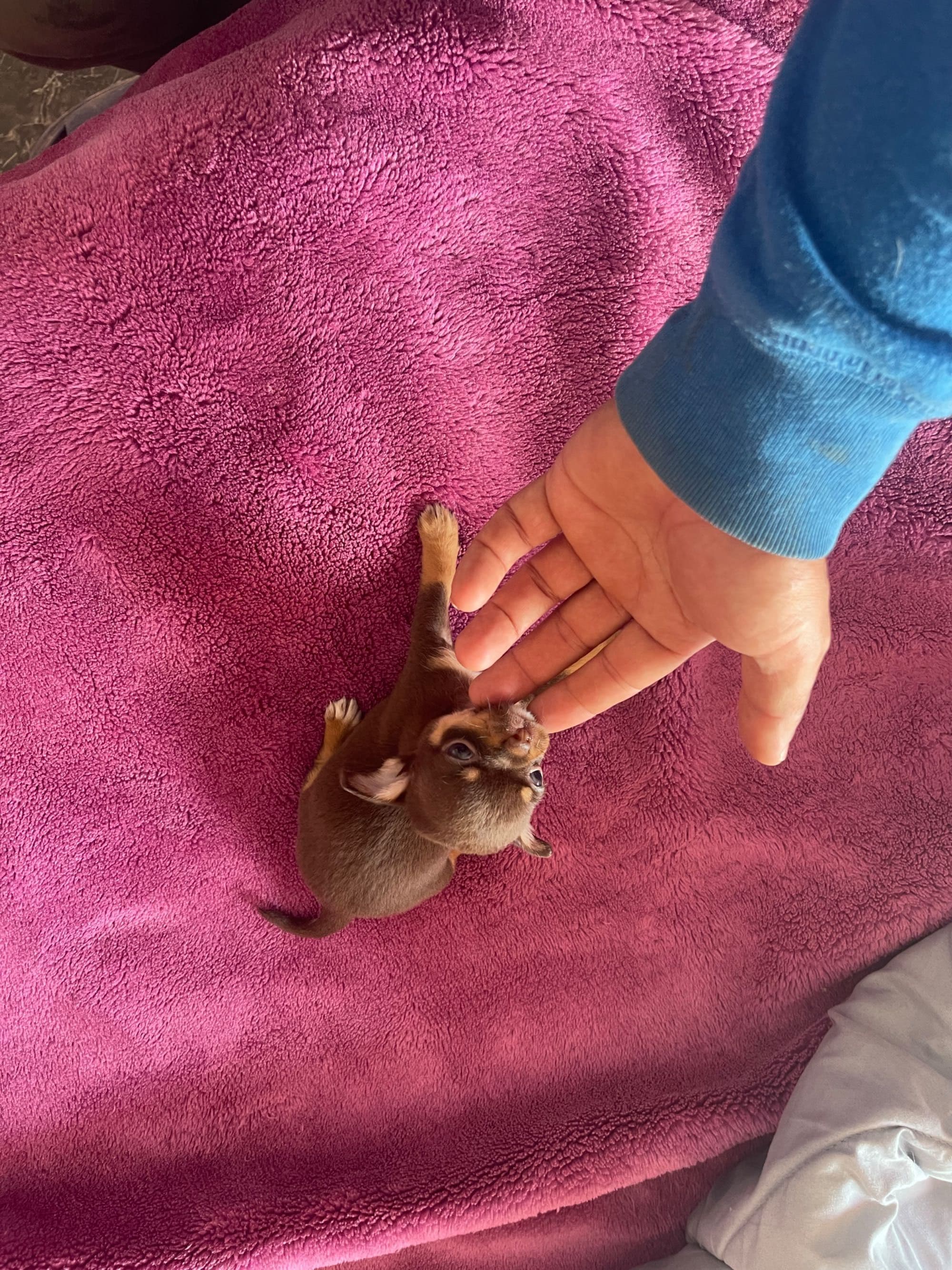 Chihuahua fêmea super miniatura