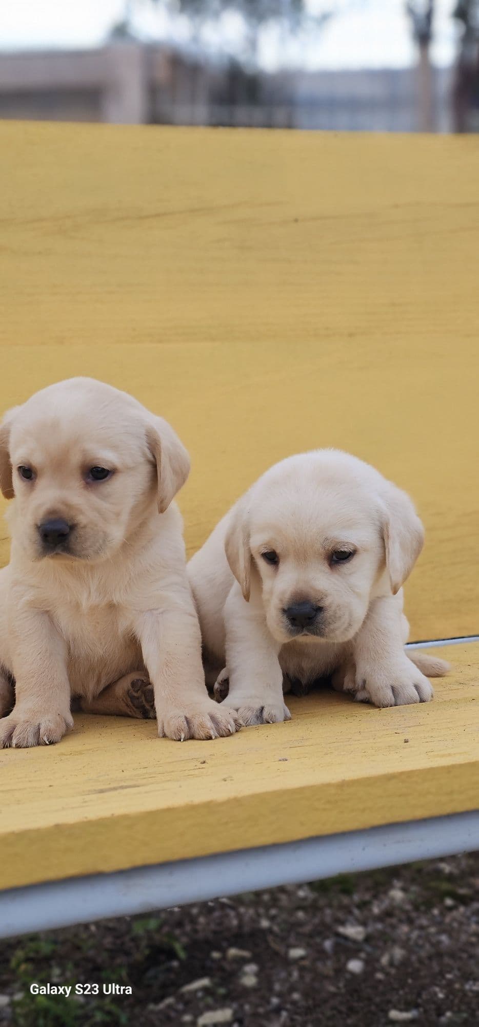 Labrador retriever