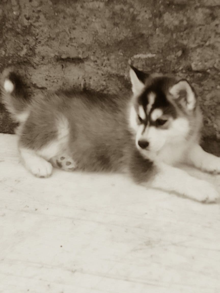Husky siberiano c/lop pedigree c.p .canicultura