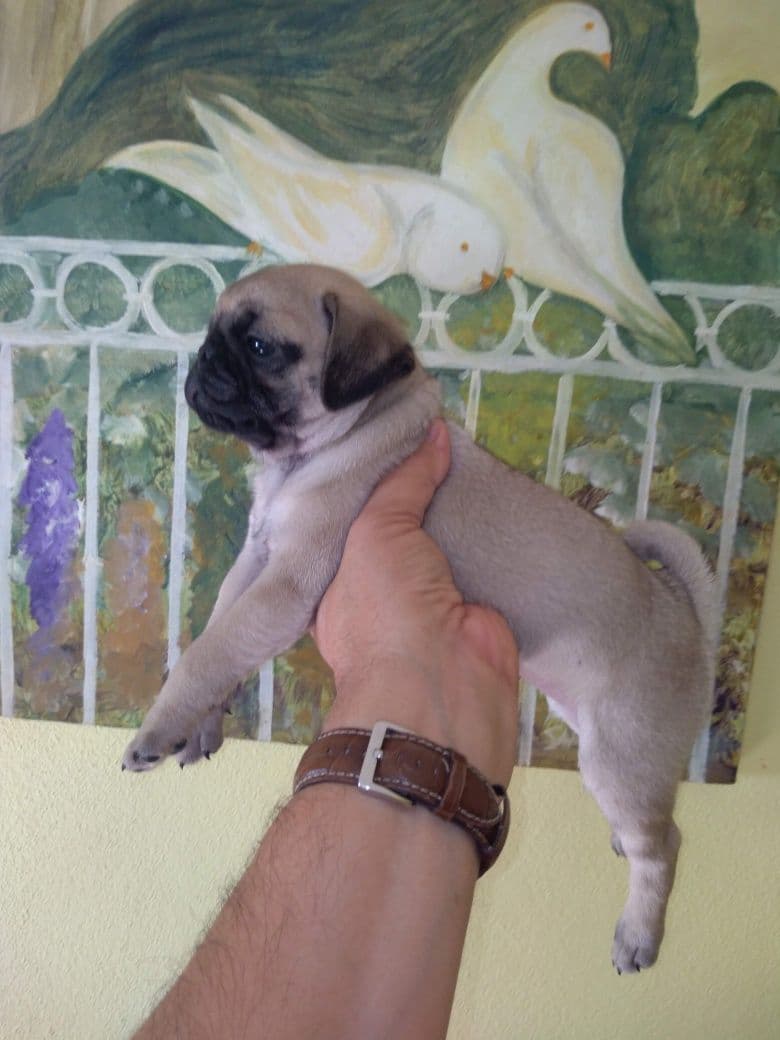 Pug Carlin Sublime