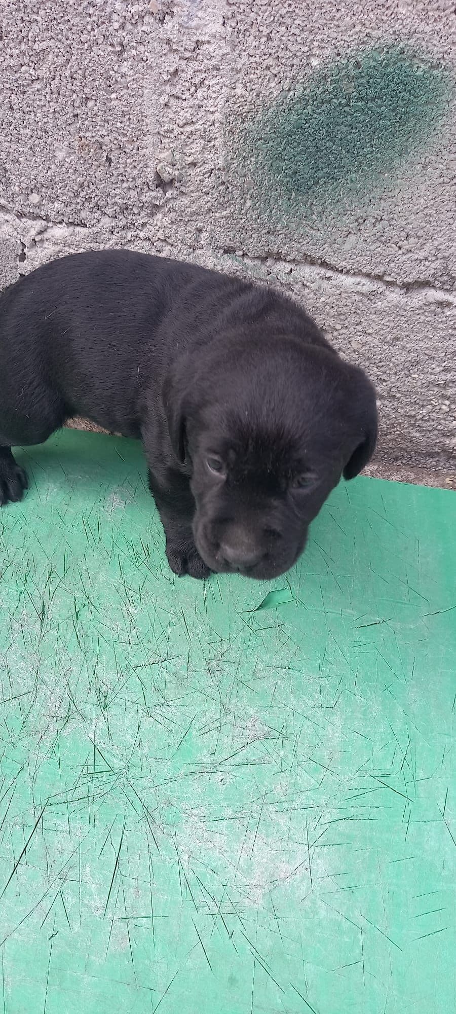 Labrador retriever