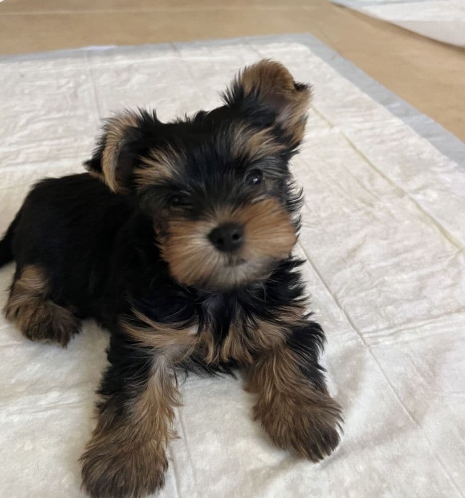 Yorkshire terrier sublime