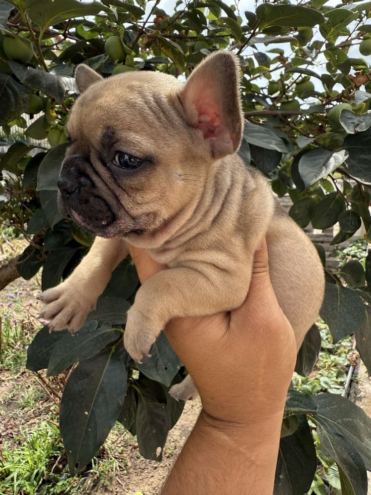 Buldogue Francês Ultima Menina