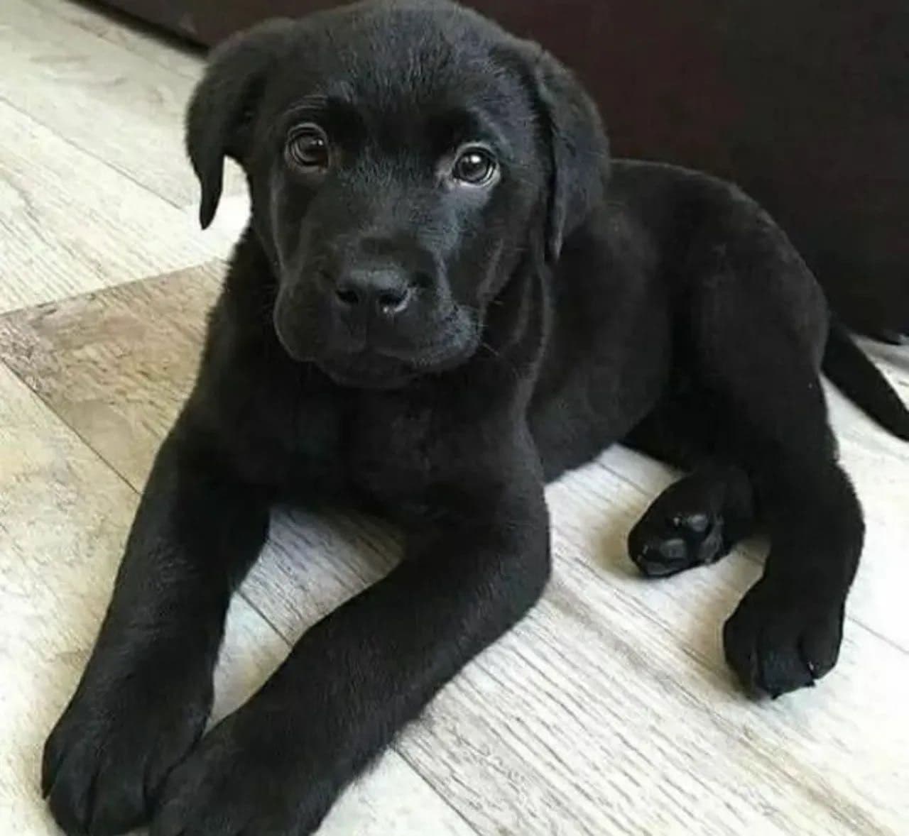 Labrador  bebé , 2 meses e meio