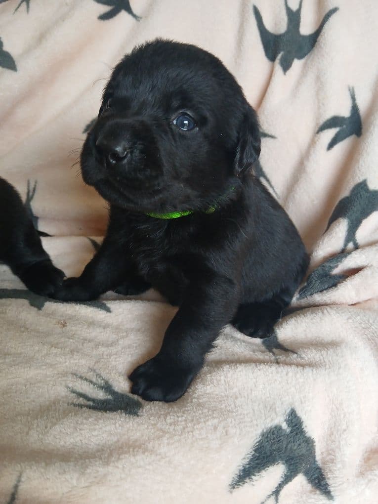 Labrador Retriever preto com Lop