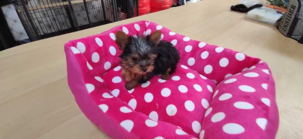 Yorkshire Terrier mini criado em ambiente familiar