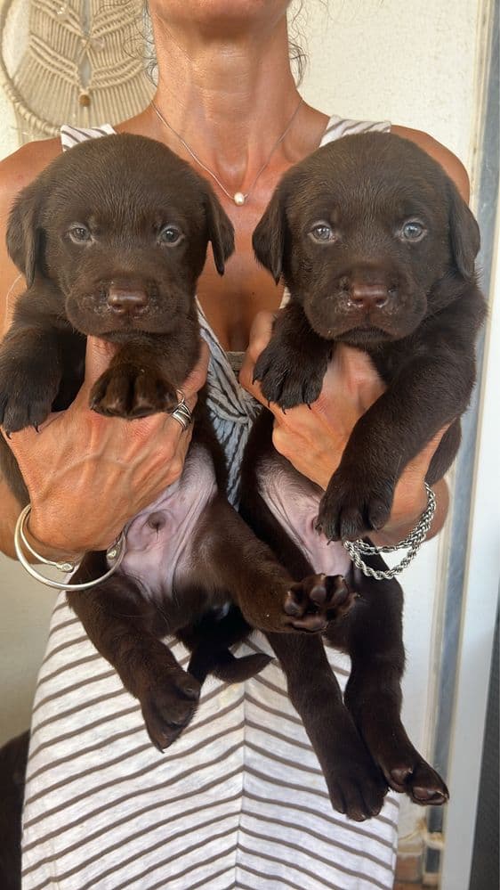 Labrador Retriever Chocolate