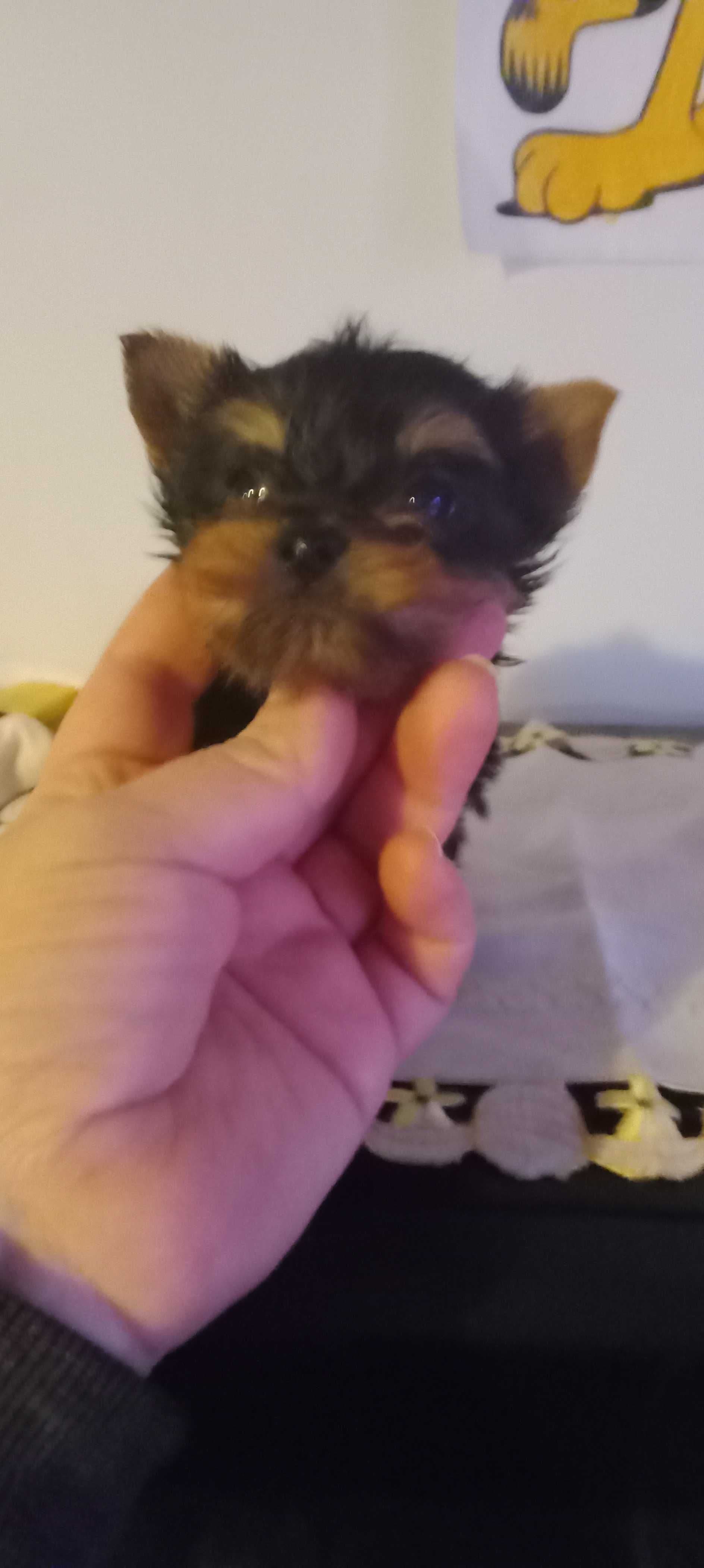 yorkshire terrier mini com LOP