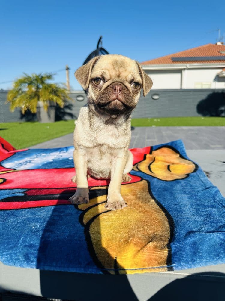Pug Carlin menina linda