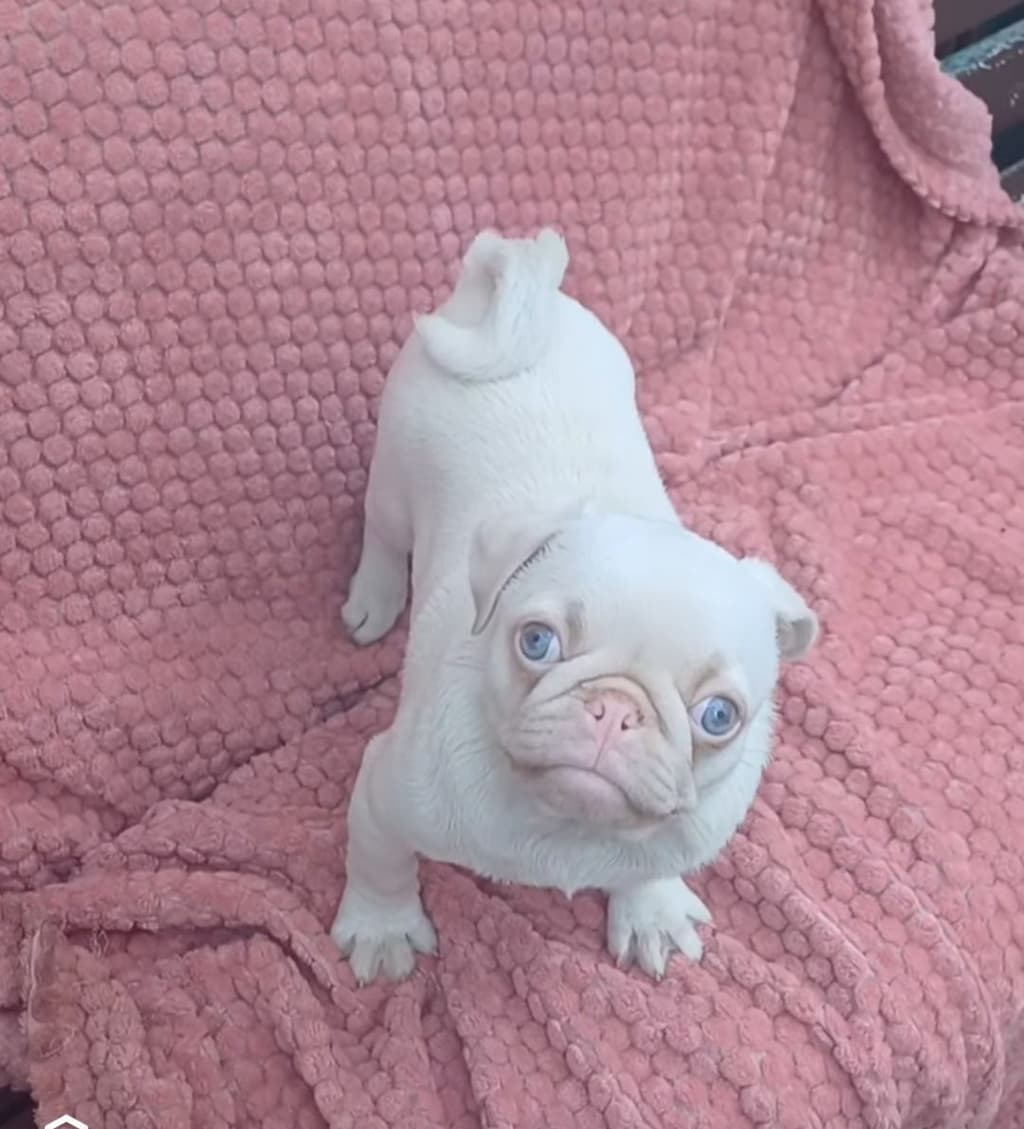 Pug pink macho de exelente linhagem