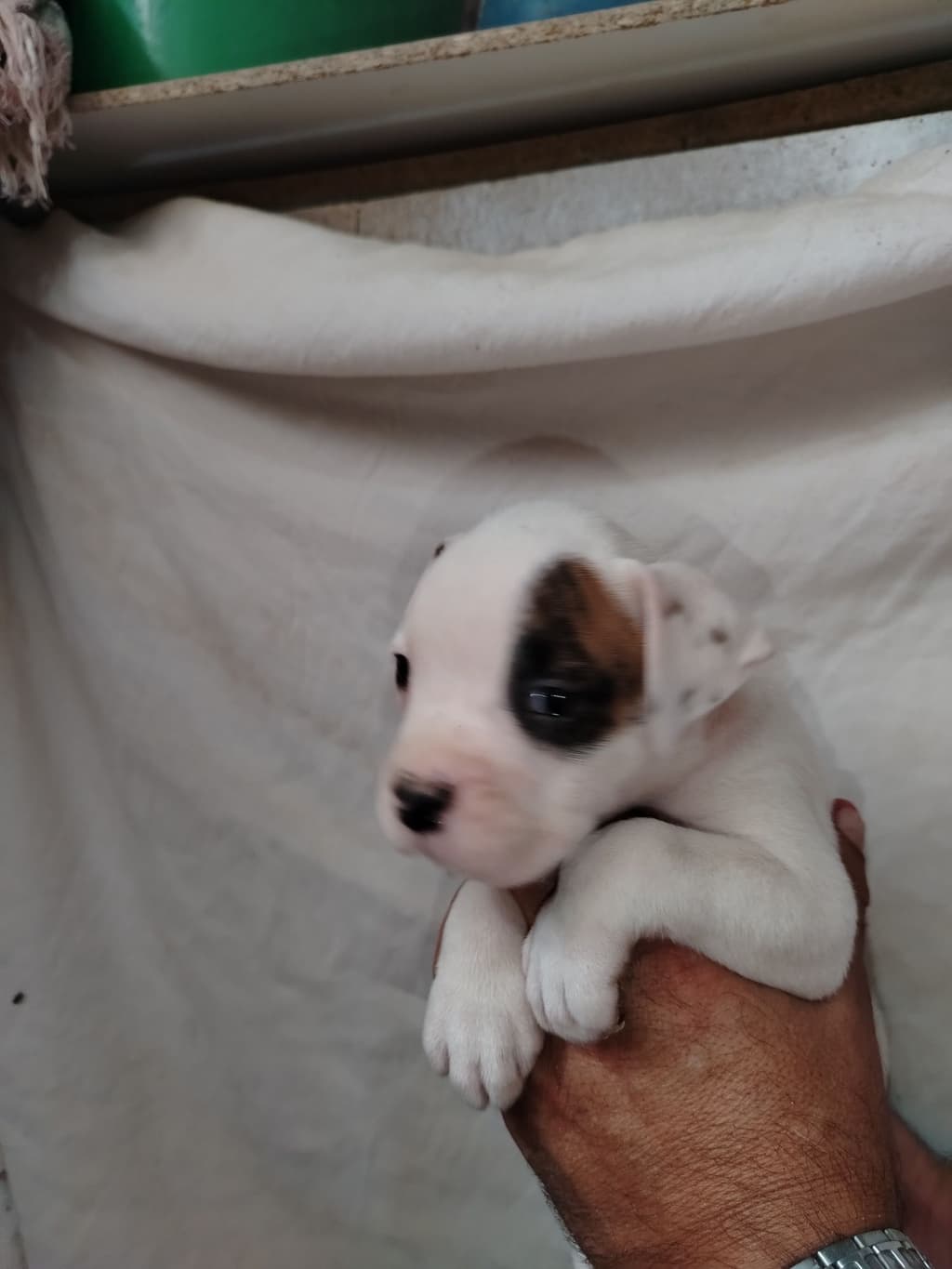 Lindo macho branco