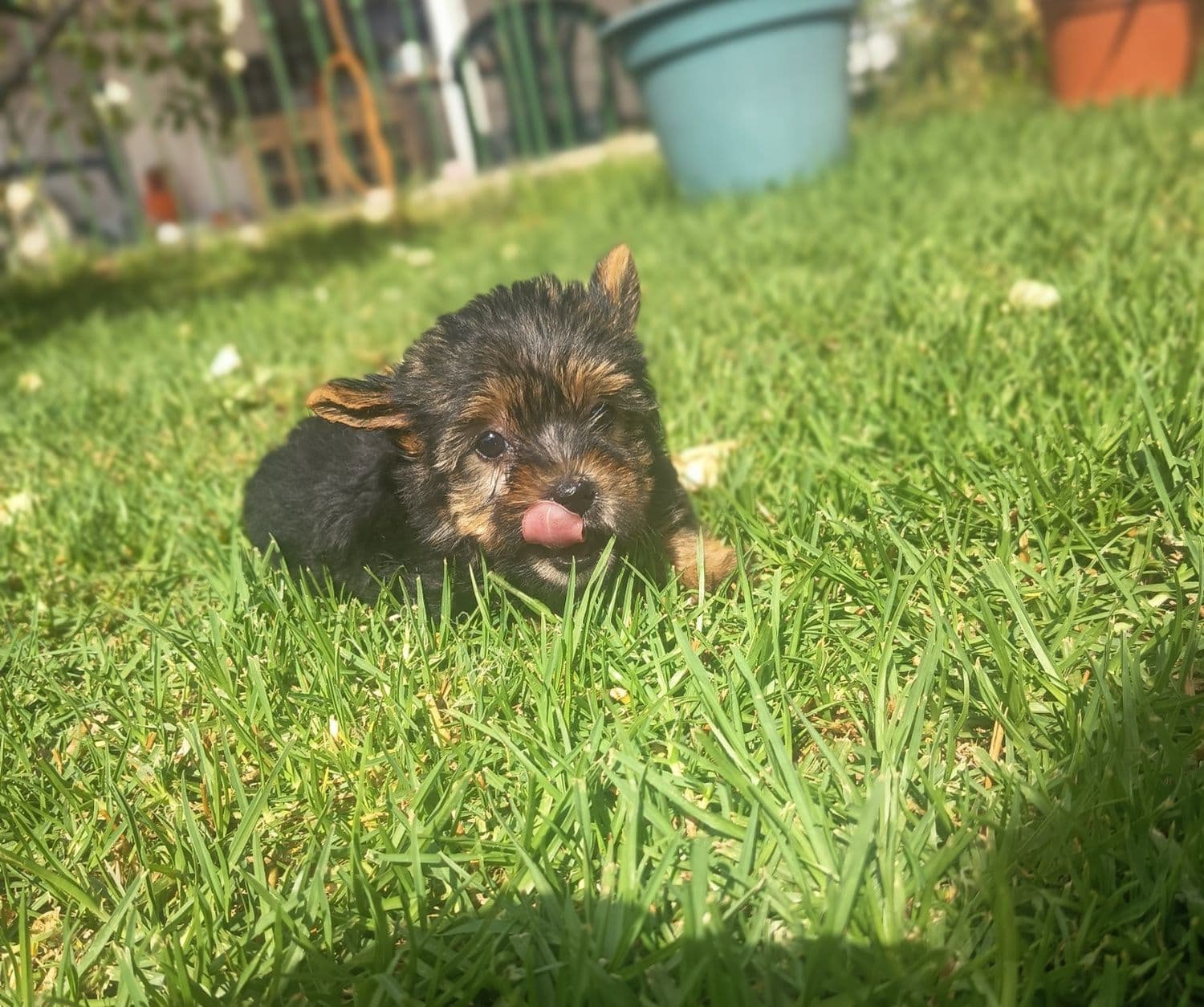 Yorkshire Terrier miniatura, vacinado e desparasitado