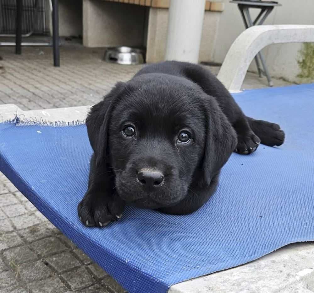 Escolha um Fiel Amigo – Labrador Retriever (c/LOP)!
