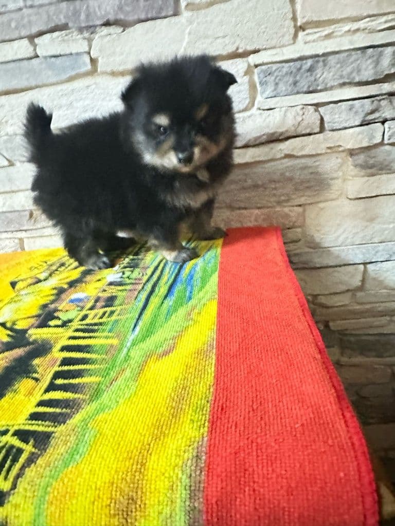Spitz alemão anao macho