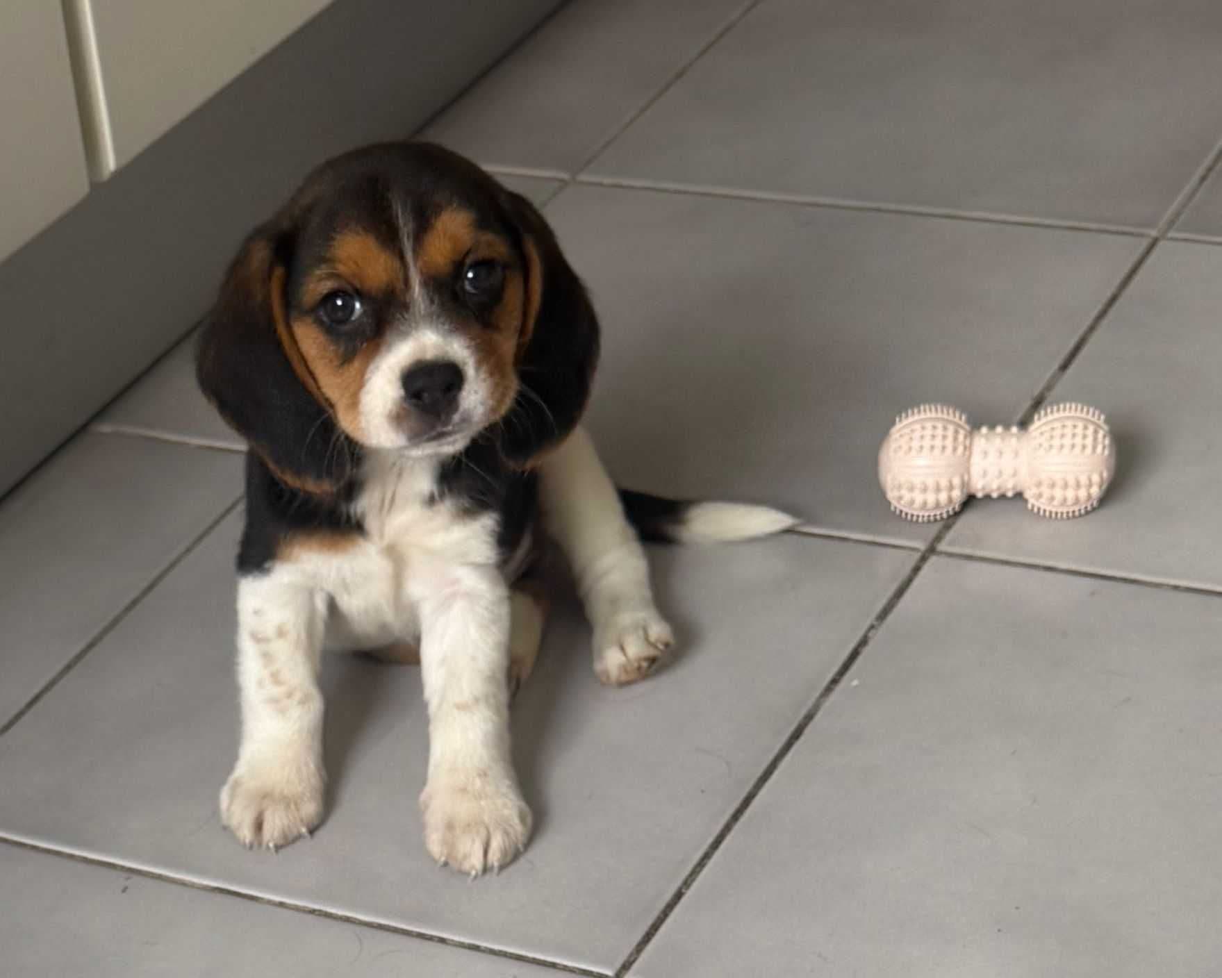 Beagle tricolor puro fêmea