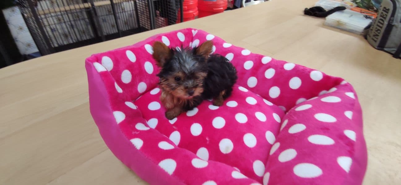 yorkshire terrier Mini Fêmea disponível para entrega imediata existe a