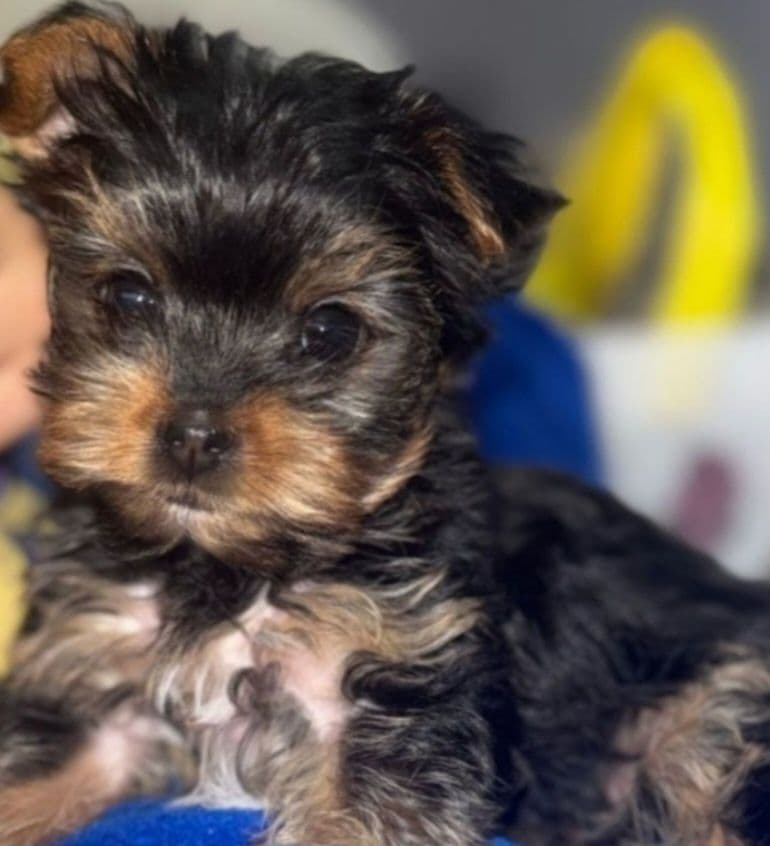Yorkshire terrier   RAÇA PURA preço só hoje