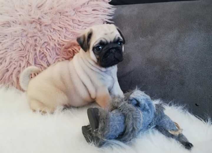 Pug Carlin disponível