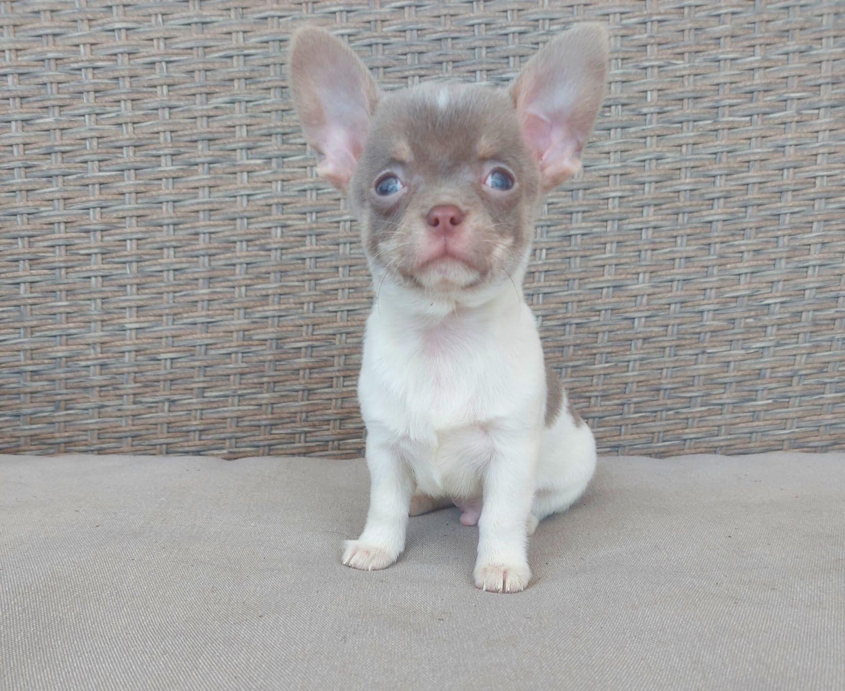Chihuahua  com LOP,  Branco e Lilac