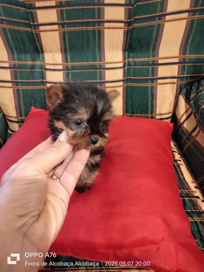 Yorkshire ( macho) miniatura
