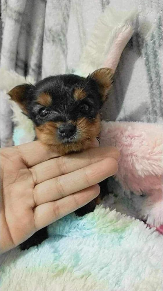Yorkshire terrier menina mini