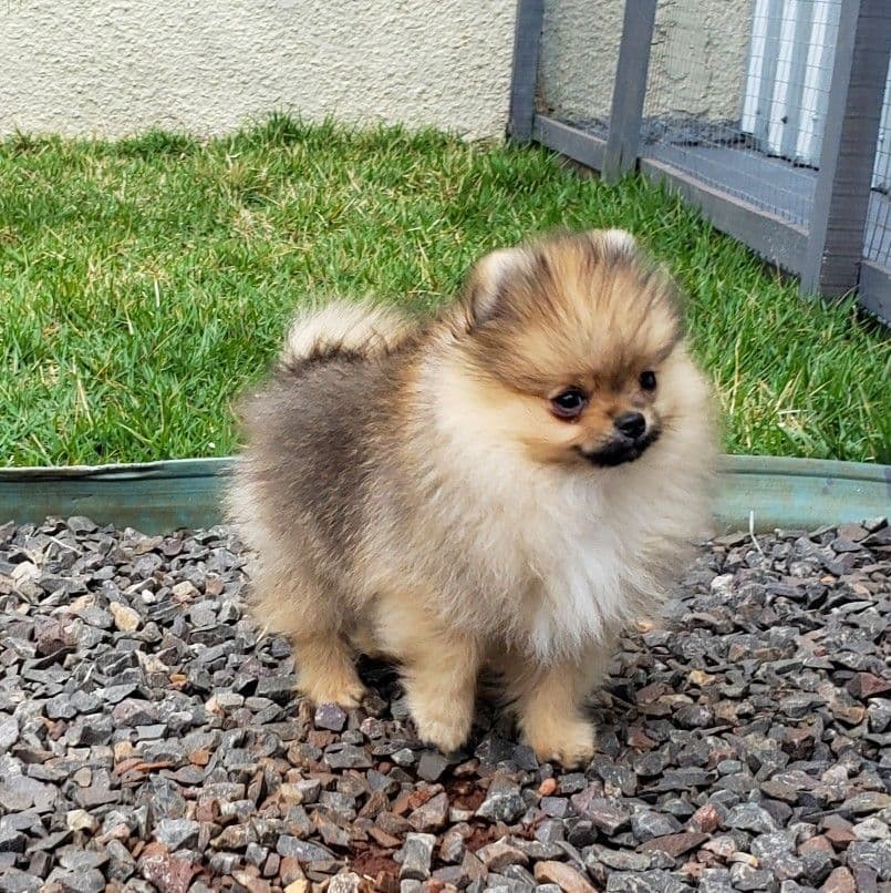 Royal Sublime Spitz