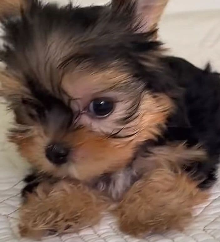 Yorkshire terrier  TOP QUALIDADE  preço só hoje    RAÇA PU