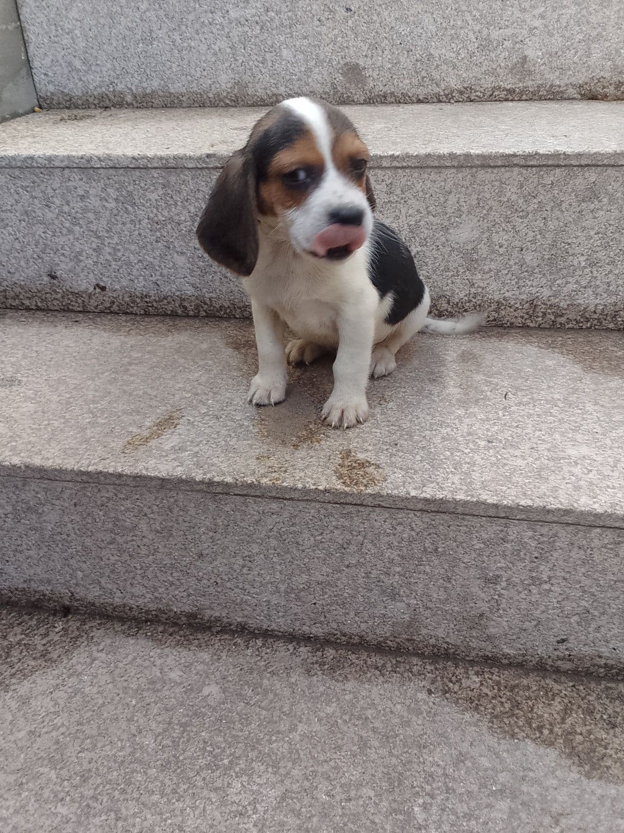 Beagle tricolor puro