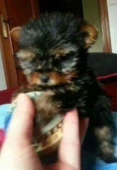 Yorkshire terrier  RAÇA PURA I